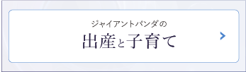 ジャイアントパンダの出産と子育て